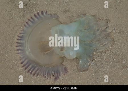 Les méduses échouées sur le sable. Langue de Barbarie Parc National. Fleuve Sénégal. Saint-Louis. Le Sénégal. Banque D'Images