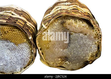 Nid d'abeille de ruche d'abeille remplie de miel, thème de produit biologique Banque D'Images