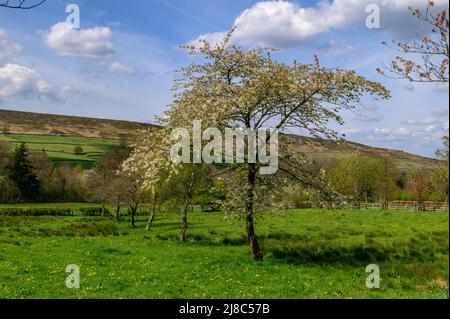 Fleurir des arbres à Botton à Danby dale, North York Moors Banque D'Images