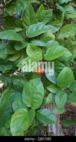 Oiseau Lime Tree - Cordia sebestena Boraginaceae Banque D'Images