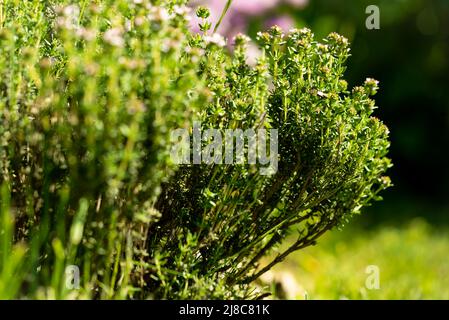 Thym fleuri dans un lit de plantes Banque D'Images