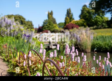 Des fleurs de Bisort, de couleur rose pâle, poussent au cours d'eau du jardin RHS Wisley à Surrey, au Royaume-Uni. Pont couvert de fleurs de l'Ouest derrière. Banque D'Images