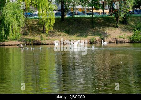 Le cygne muet étend ses ailes et traverse l'eau du lac après le canard colvert. Oiseaux européens, Moldavie Banque D'Images