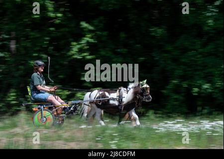 15 mai 2022, Hessen, Mühlheim am main: Andrea Tigges-Angelidis prend ses deux mini poneys Shetland Moritz (l) et Paulinchen pour une promenade en calèche miniature. Les deux chevaux peuvent accélérer le calèche, appelé un sulky, à une vitesse allant jusqu'à 12 km/h, couvrant des distances allant jusqu'à 37 kilomètres. Ensemble, ils produisent 0,4 chevaux, selon Andrea. Parce qu'ils sont si petits, ils ne peuvent pas vraiment être criés. Par conséquent, ils obtiennent leur course sur le sulky. « Cela leur permet de rester en bonne santé et bien-être », ajoute son propriétaire, « aucun poney, aussi petit soit-il, n'a à se gras ». Photo: Sebastian Gollnow/dpa Banque D'Images