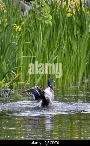 (220515) -- BEIJING, 15 mai 2022 (Xinhua) -- Un canard sauvage est vu dans le lac dans le parc Yuanmingyuan à Beijing, capitale de la Chine, 15 mai 2022. (Xinhua/Li Xin) Banque D'Images