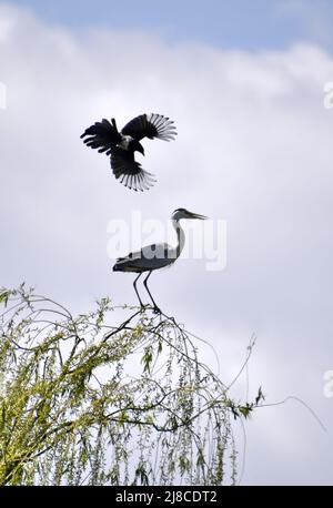 (220515) -- BEIJING, 15 mai 2022 (Xinhua) -- Un magpie et un héron sont vus dans le parc Yuanmingyuan à Beijing, capitale de la Chine, 15 mai 2022. (Xinhua/Li Xin) Banque D'Images