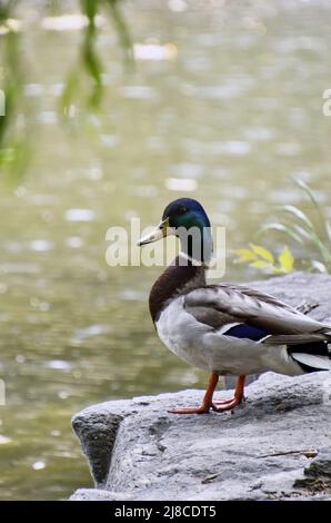 (220515) -- BEIJING, le 15 mai 2022 (Xinhua) -- Un canard sauvage est vu se reposer au bord du lac dans le parc Yuanmingyuan à Beijing, capitale de la Chine, le 15 mai 2022. (Xinhua/Li Xin) Banque D'Images