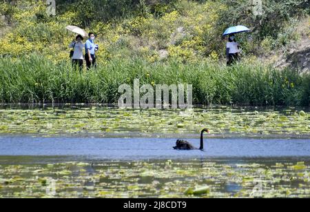 (220515) -- BEIJING, 15 mai 2022 (Xinhua) -- les touristes voient un cygne noir dans le lac de Yuanmingyuan Park à Beijing, capitale de la Chine, 15 mai 2022. (Xinhua/Li Xin) Banque D'Images