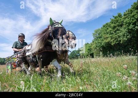 15 mai 2022, Hessen, Mühlheim am main: Andrea Tigges-Angelidis prend ses deux mini poneys Shetland Moritz (l) et Paulinchen pour une promenade en calèche miniature. Les deux chevaux peuvent accélérer le calèche, appelé un sulky, à une vitesse allant jusqu'à 12 km/h, couvrant des distances allant jusqu'à 37 kilomètres. Ensemble, ils produisent 0,4 chevaux, selon Andrea. Parce qu'ils sont si petits, ils ne peuvent pas vraiment être criés. Par conséquent, ils obtiennent leur course sur le sulky. « Cela leur permet de rester en bonne santé et bien-être », ajoute son propriétaire, « aucun poney, aussi petit soit-il, n'a à se gras ». Photo: Sebastian Gollnow/dpa Banque D'Images