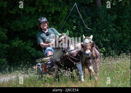 15 mai 2022, Hessen, Mühlheim am main: Andrea Tigges-Angelidis prend ses deux mini poneys Shetland Moritz (l) et Paulinchen pour une promenade en calèche miniature. Les deux chevaux peuvent accélérer le calèche, appelé un sulky, à une vitesse allant jusqu'à 12 km/h, couvrant des distances allant jusqu'à 37 kilomètres. Ensemble, ils produisent 0,4 chevaux, selon Andrea. Parce qu'ils sont si petits, ils ne peuvent pas vraiment être criés. Par conséquent, ils obtiennent leur course sur le sulky. « Cela leur permet de rester en bonne santé et bien-être », ajoute son propriétaire, « aucun poney, aussi petit soit-il, n'a à se gras ». Photo: Sebastian Gollnow/dpa Banque D'Images