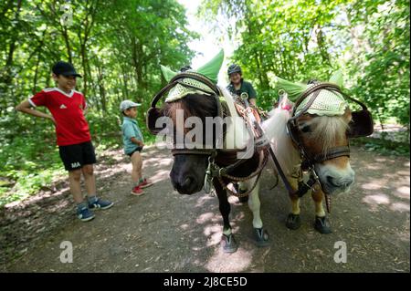 15 mai 2022, Hessen, Mühlheim am main: Andrea Tigges-Angelidis se dresse sur un chemin forestier avec ses deux mini poneys Shetland, Moritz (l) et Paulinchen, attelés dans une petite calèche. Les deux chevaux peuvent accélérer le calèche, appelé un sulky, à une vitesse allant jusqu'à 12 km/h, couvrant des distances allant jusqu'à 37 kilomètres. Ensemble, ils produisent 0,4 chevaux, selon Andrea. Parce qu'ils sont si petits, ils ne peuvent pas vraiment être criés. Par conséquent, ils obtiennent leur course sur le sulky. « Cela leur permet de rester en bonne santé et bien-être », ajoute son propriétaire, « aucun poney, aussi petit soit-il, n'a à se gras ». Photo : s Banque D'Images