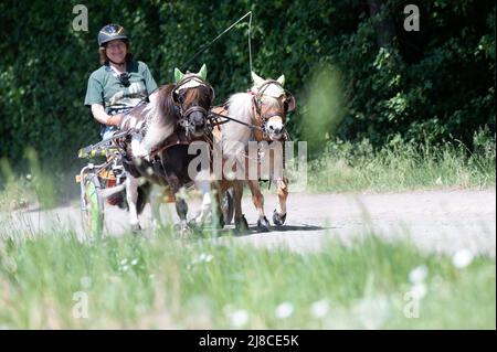 15 mai 2022, Hessen, Mühlheim am main: Andrea Tigges-Angelidis prend ses deux mini poneys Shetland Moritz (l) et Paulinchen pour une promenade en calèche miniature. Les deux chevaux peuvent accélérer le calèche, appelé un sulky, à une vitesse allant jusqu'à 12 km/h, couvrant des distances allant jusqu'à 37 kilomètres. Ensemble, ils produisent 0,4 chevaux, selon Andrea. Parce qu'ils sont si petits, ils ne peuvent pas vraiment être criés. Par conséquent, ils obtiennent leur course sur le sulky. « Cela leur permet de rester en bonne santé et bien-être », ajoute son propriétaire, « aucun poney, aussi petit soit-il, n'a à se gras ». Photo: Sebastian Gollnow/dpa Banque D'Images