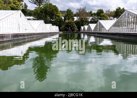 Vue de la structure extérieure de la serre azorée traditionnelle pour la culture de la plantation de fruits d'ananas à l'île de São Miguel, dans les Açores Banque D'Images