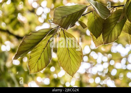 Fagus sylvatica Banque D'Images