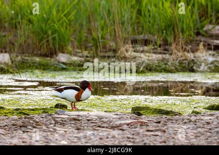 Un Shelduck mâle dans les terres humides Banque D'Images