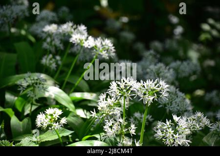 L'ail sauvage en fleur Banque D'Images