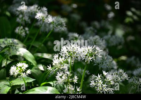 L'ail sauvage en fleur Banque D'Images