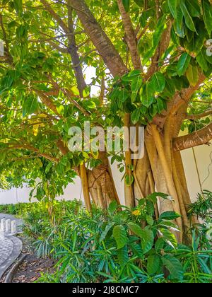 Grand arbre tropical immense dans les allées piétonnes naturelles de Playa del Carmen au Mexique. Banque D'Images