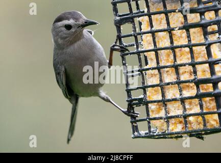 Oiseau gris sur la terrasse de l'arrière-cour de l'alimenteur de suet Banque D'Images