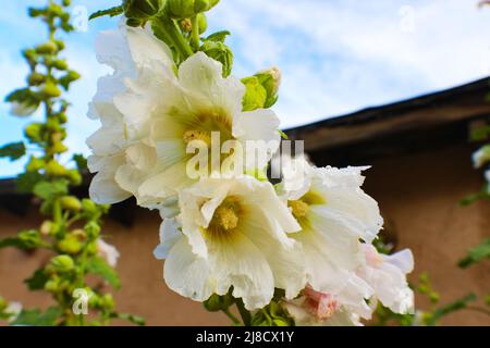 Hollyhocks blancs du sud-ouest en face du bâtiment adobe et ciel bleu Banque D'Images