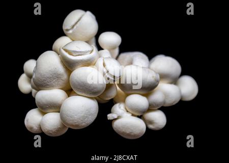 Champignons de gorge à bouton blanc dans un tas isolé sur le noir - foyer sélectif Banque D'Images