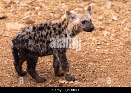 CUB hyena tacheté dans le parc national Kruger en Afrique du Sud Banque D'Images