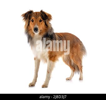 Shetland Sheepdog in front of white background Banque D'Images