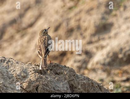 Un pipit de champ regardant dans le ciel d'une dune de sable Banque D'Images