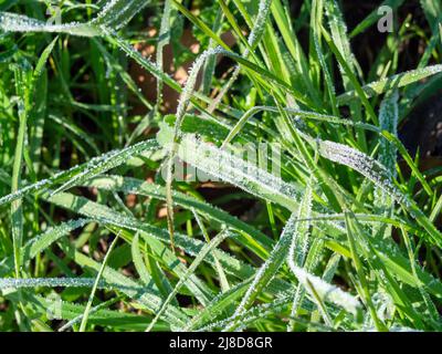 Herbe congelée en hiver dans un pré Banque D'Images