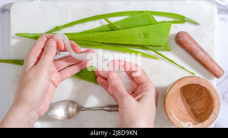 Recette maison de gommage du visage et du corps à l'aloès Vera. Les mains de femme épluchant l'usine de vera d'aloès Banque D'Images