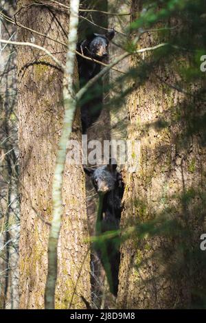 Deux petits ours noirs jouent dans un arbre dans le parc national des Great Smoky Mountains, Tennessee. Banque D'Images