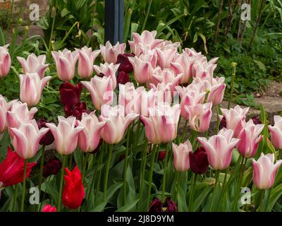 Chenies Manor Garden Tulip 'Apricot Pride', Tulipa 'Isaak chic' Tulipa 'Ile de France' , planté en masse dans le jardin en contrebas en avril. Banque D'Images