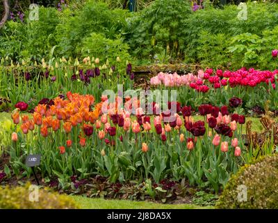 Chenies Manor Garden.le jardin en contrebas avec des couches colorées de variétés de tulipes.Tulip 'Cairo', Tulip 'Ronaldo' ,Tulip 'Request',Tulip 'Chato' Banque D'Images