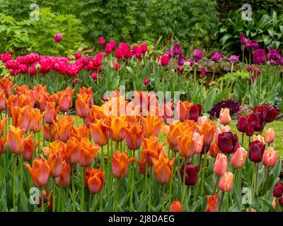 Chenies Manor Garden rangées de variétés de tulipes. Tulipa 'Chato', Tulipa 'Cairo' en couches dans le jardin en contrebas. Nuances de rose et d'orange. Banque D'Images