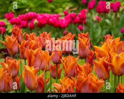 Chenies Manor Garden rangées de variétés de tulipes. Tulipa 'Chato', Tulipa 'Cairo' en couches dans le jardin en contrebas. Nuances de rose et d'orange. Banque D'Images