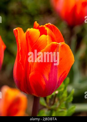 Chenies Manor Garden. Détail d'une seule tulipe dans le jardin en contrebas.Tulipa 'Hermitage'; une fleur d'orange rougeâtre aux couleurs vives. Banque D'Images