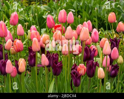 Chenies Manor Garden. Tulipe 'mascara' et tulipe 'Almon Prince' plantées en masse dans le jardin en contrebas. Ampoules de printemps en avril. Banque D'Images