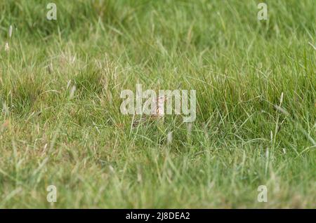 Tête d'un Skylark (Alauda arvensis) Banque D'Images