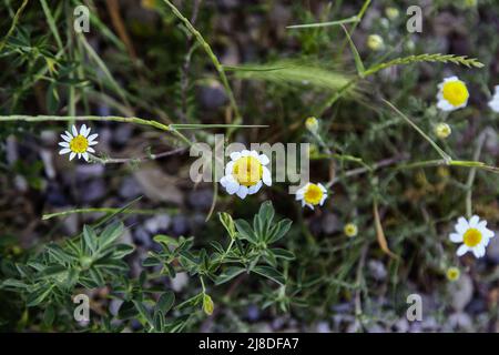 Détail de fleurs sauvages dans un champ dans la nature Banque D'Images