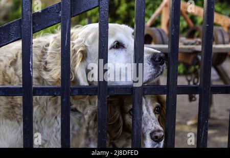 Chien enfermé dans une cage, animaux abandonnés Banque D'Images