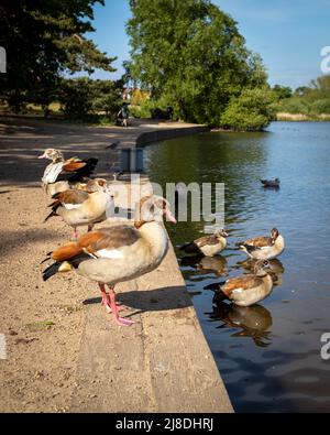 Eggtian Geese au bord du lac sur Petersfield Heath, Hampshire, Angleterre, Royaume-Uni Banque D'Images