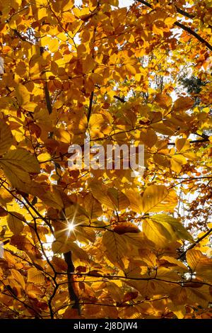 Feuilles de hêtre brillant en automne - feuilles de hêtre doré, jaune et orange, feuillages rétroéclairés Banque D'Images