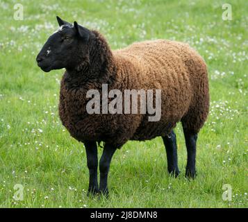 Moutons dans la ferme du parc provincial de Rouckle, sur l'île Salt Spring, Colombie-Britannique, Canada. Banque D'Images