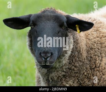 Moutons portant une étiquette d'oreille sur la ferme du parc provincial de Rouckle, sur l'île Salt Spring, Colombie-Britannique, Canada. Banque D'Images