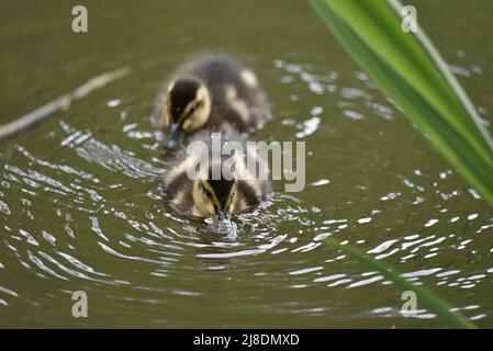 Deux canetons de Mallard (Anas platyrhynchos) nagent vers la caméra, l'un derrière l'autre, poussant l'eau avec Beak, pris en Angleterre, au Royaume-Uni en mai Banque D'Images