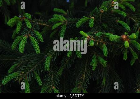 Jeunes pousses de vert sur les branches conifères arbres.croissant de pin Banque D'Images