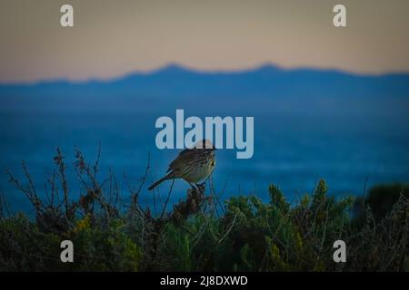 Sparrow de chanson. Melospiza melodia . silhoueted au lever du soleil contre la côte centrale de Californie dans le parc national du Montana de Oro.San Luis Obispo County. Banque D'Images