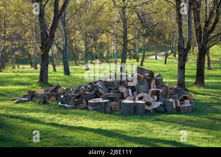 Le bois scié se trouve dans un tas. Une pile de grumes sciées sèches. Une grande pile de troncs d'arbres sciés coupés en morceaux pour le bois de chauffage se trouve sur l'herbe dans le parc. Banque D'Images