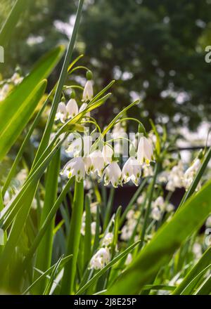 Image verticale d'une fleur de Lily Loddon au soleil de printemps Banque D'Images