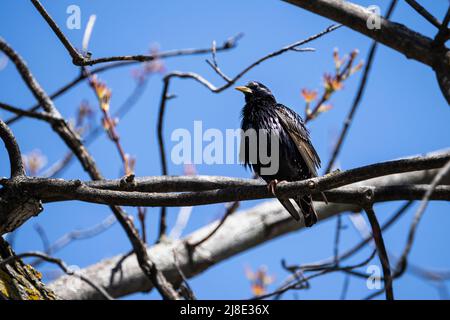 Étoilé européenne perchée sur une branche au sommet d'un arbre. Banque D'Images